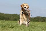 GOLDEN RETRIEVER 409